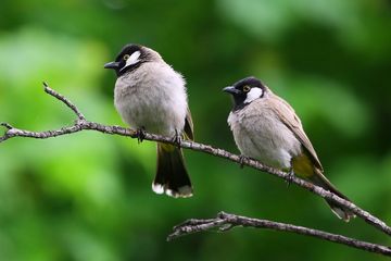 Detail Burung Yang Aktif Di Malam Hari Nomer 34