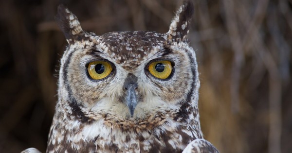 Detail Burung Yang Aktif Di Malam Hari Nomer 35