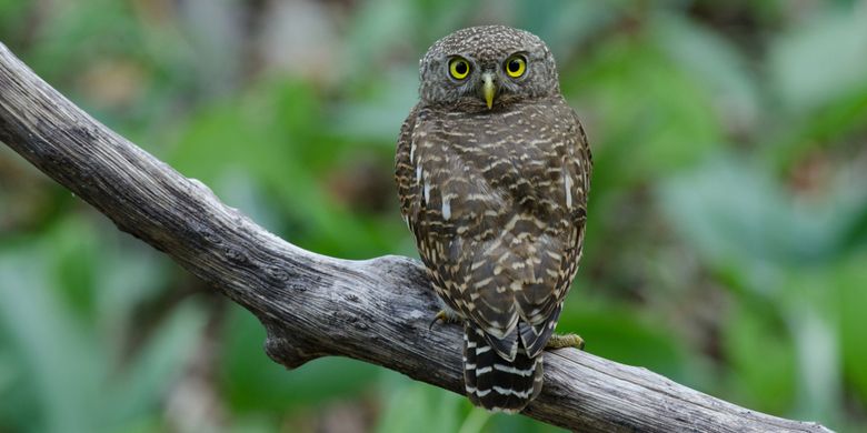 Detail Burung Yang Aktif Di Malam Hari Nomer 44