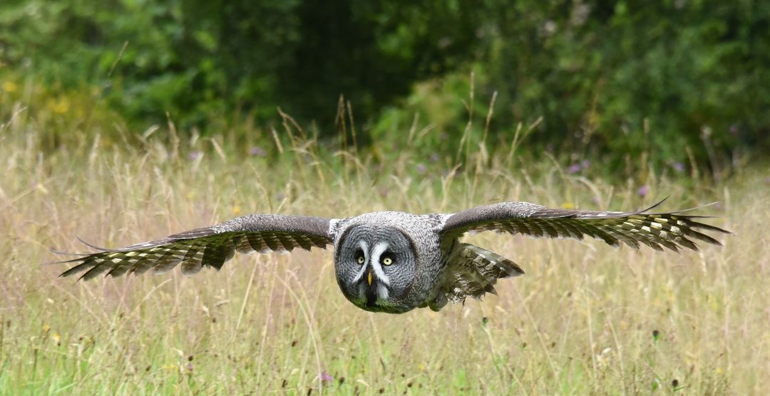 Detail Burung Yang Aktif Di Malam Hari Nomer 50