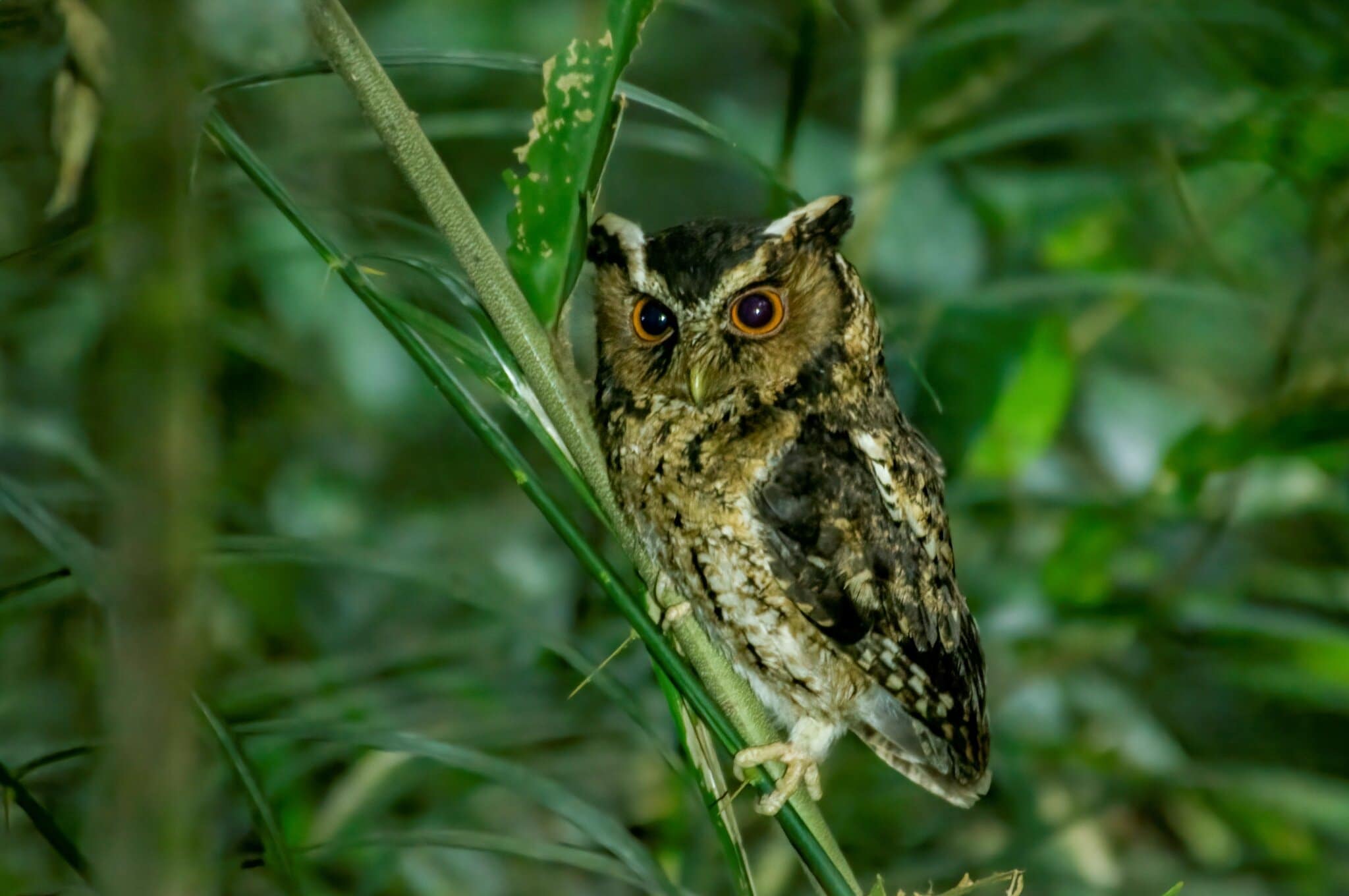 Detail Burung Yang Aktif Di Malam Hari Nomer 6