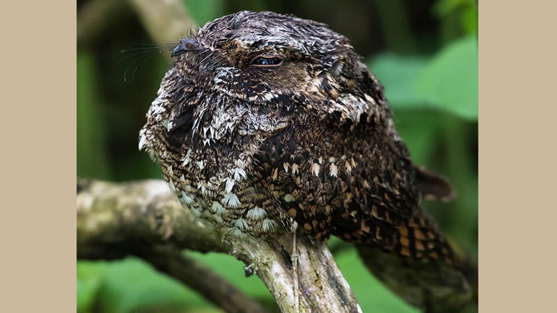 Detail Burung Yang Aktif Di Malam Hari Nomer 7