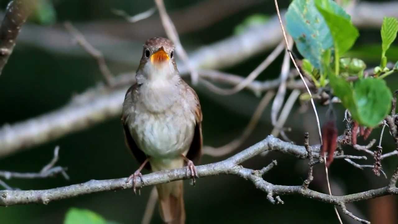 Detail Burung Yang Aktif Di Malam Hari Nomer 9