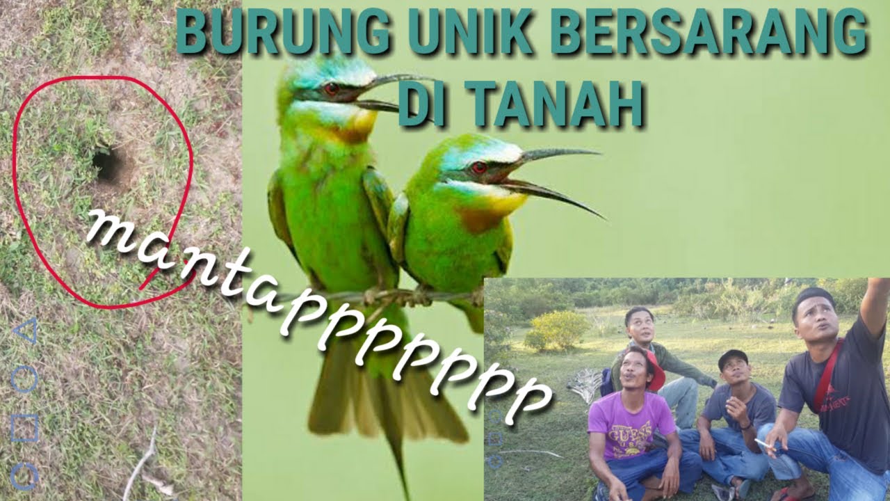 Detail Burung Yang Bersarang Di Tanah Nomer 7