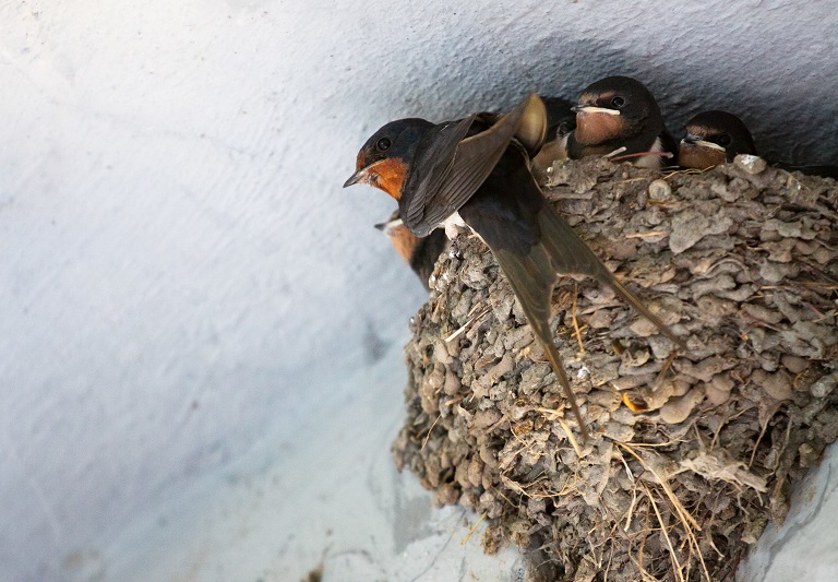 Detail Burung Yang Bersarang Di Tanah Nomer 18