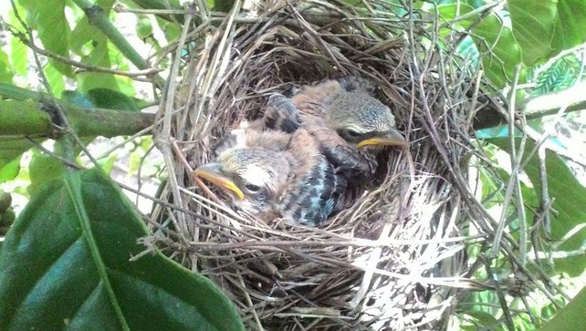 Detail Burung Yang Bersarang Di Tanah Nomer 25