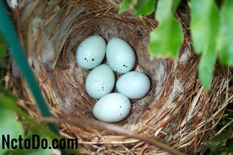 Detail Burung Yang Bersarang Di Tanah Nomer 26