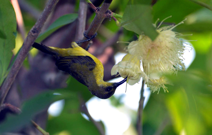 Detail Burung Yang Bersarang Di Tanah Nomer 40