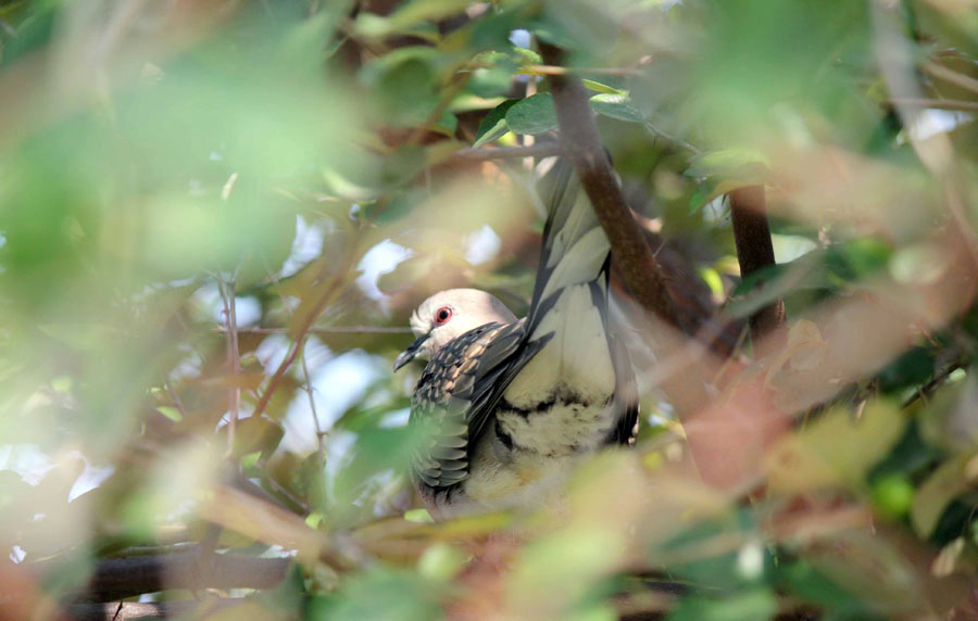 Detail Burung Yang Bersarang Di Tanah Nomer 41