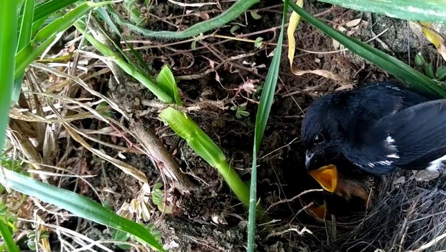 Detail Burung Yang Bersarang Di Tanah Nomer 42