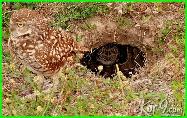 Detail Burung Yang Bersarang Di Tanah Nomer 47