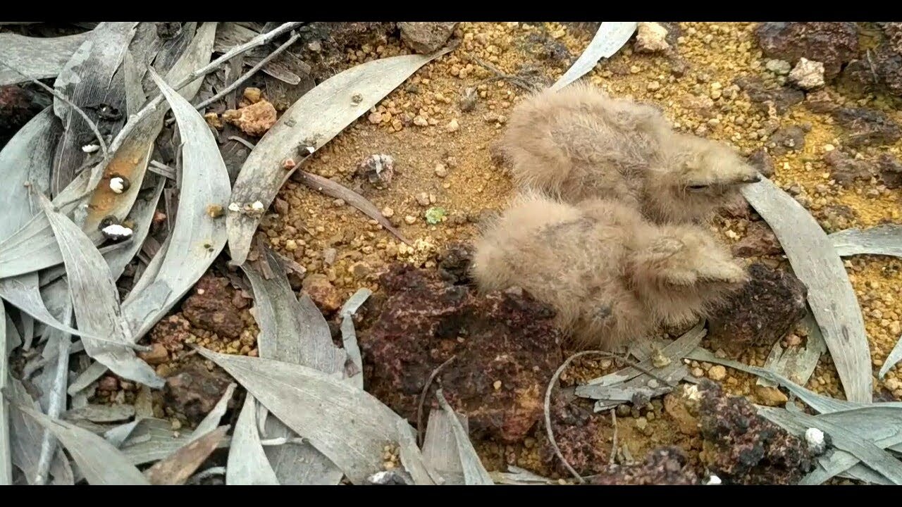 Detail Burung Yang Bersarang Di Tanah Nomer 6