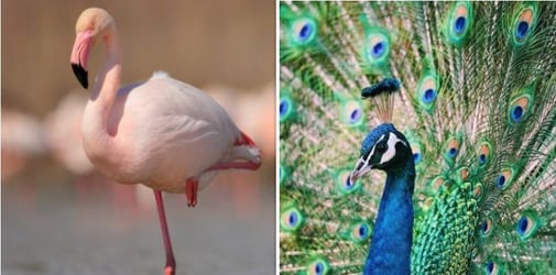 Detail Burung Yang Paling Cantik Di Dunia Nomer 25