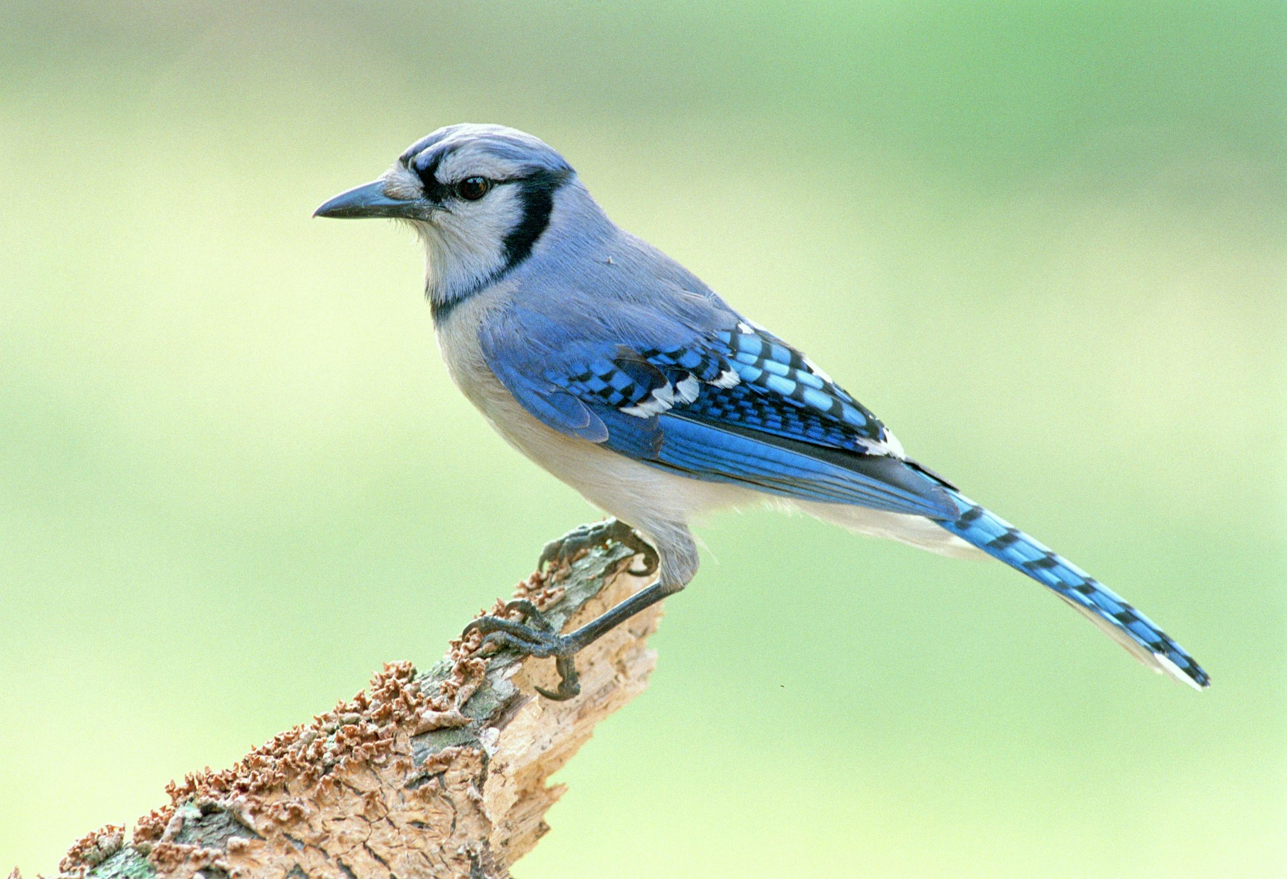 Detail Burung Yang Paling Cantik Di Dunia Nomer 30