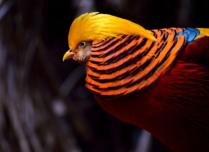 Detail Burung Yang Paling Cantik Di Dunia Nomer 5