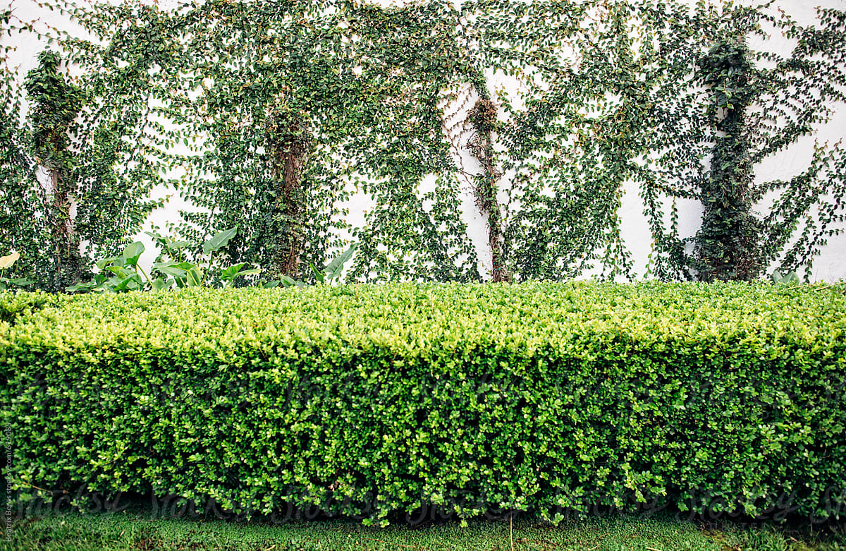 Detail Bush Plant Image Nomer 5