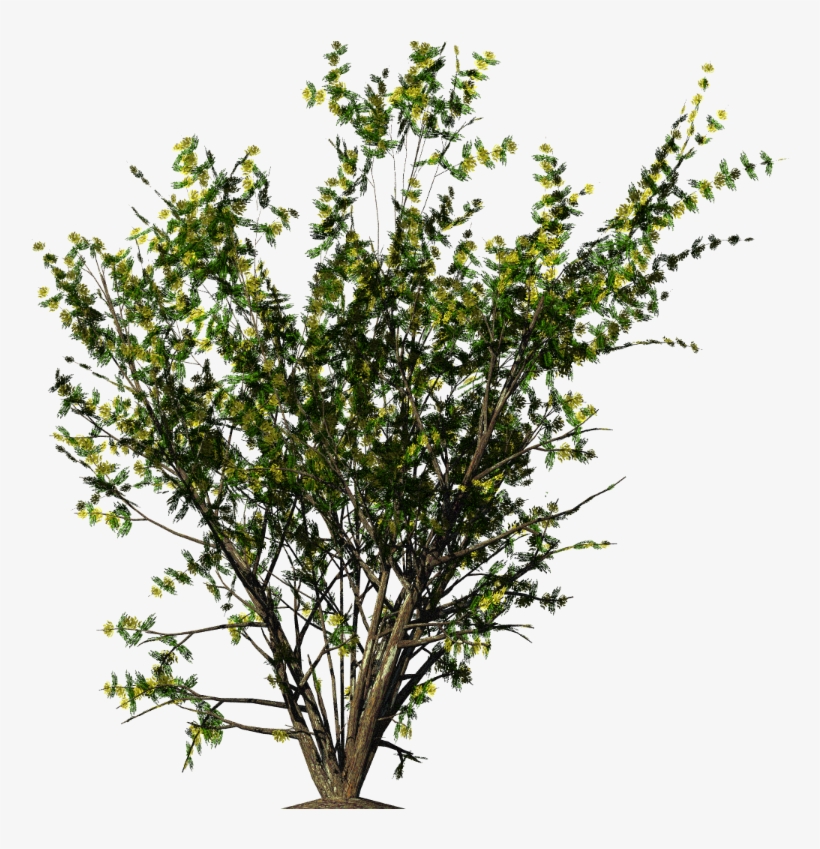 Detail Bush Transparent Nomer 41