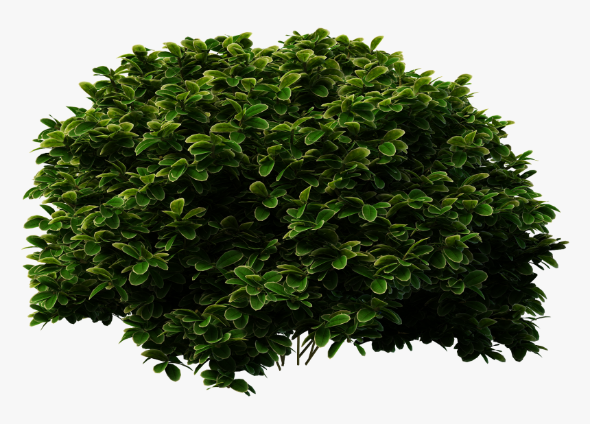 Detail Bush Transparent Nomer 6