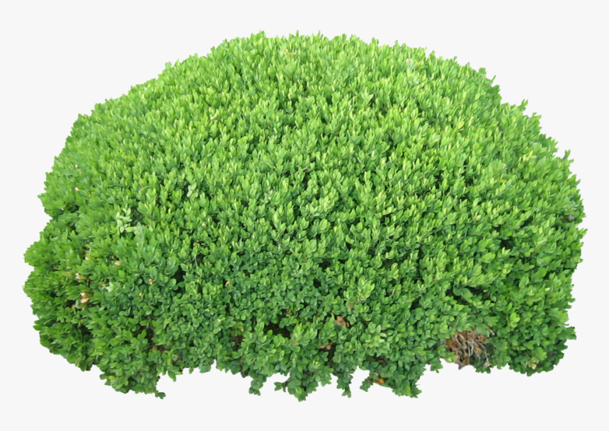 Detail Bush Transparent Background Nomer 2