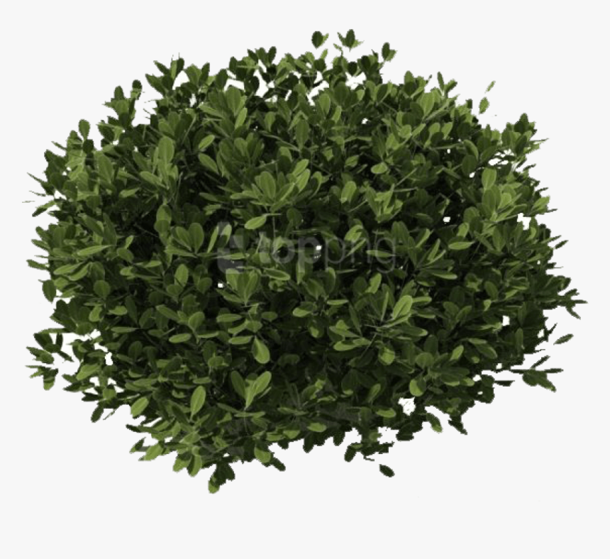 Detail Bush Transparent Background Nomer 3