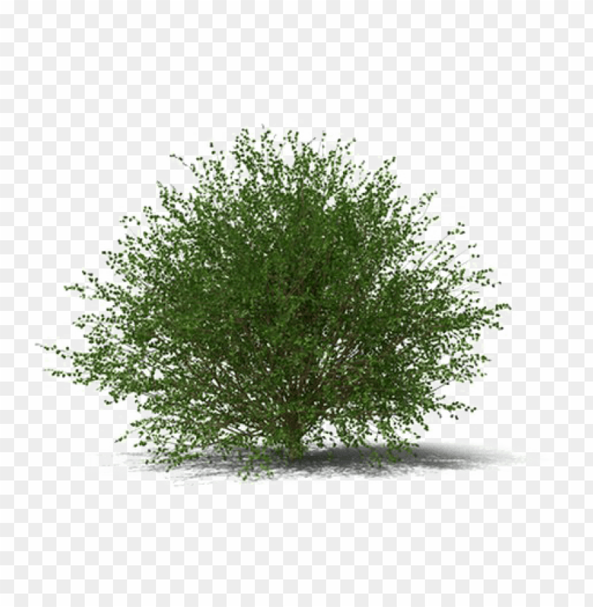 Detail Bush Transparent Png Nomer 15