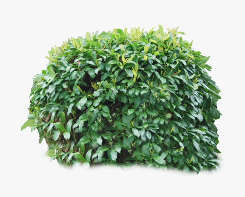 Detail Bushes Background Nomer 43