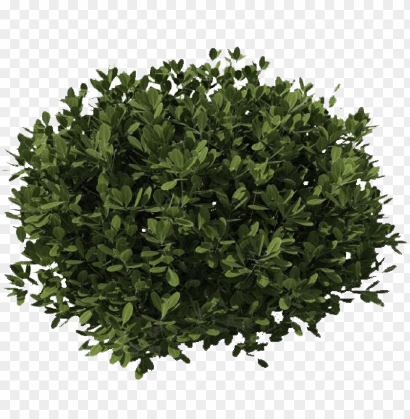 Detail Bushes Background Nomer 45
