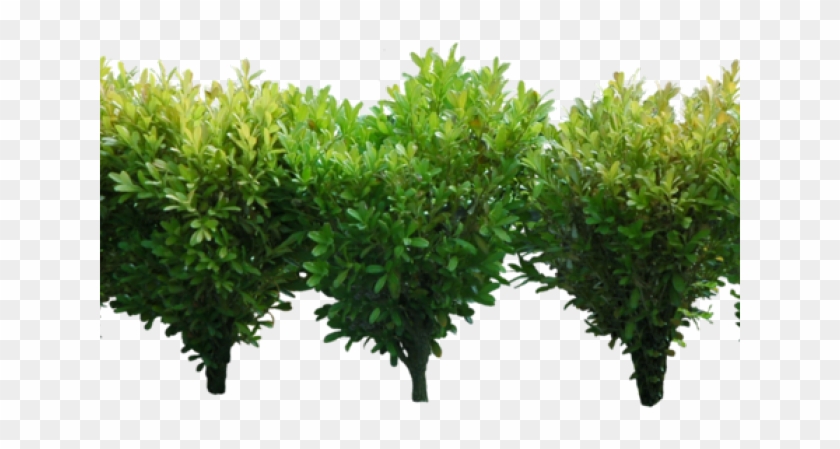 Detail Bushes Background Nomer 54