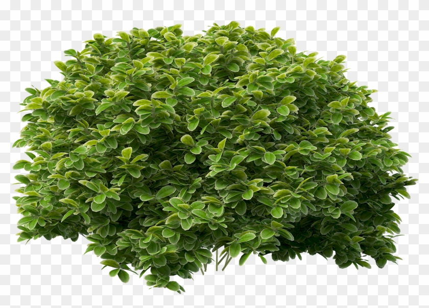 Detail Bushes Png Nomer 11