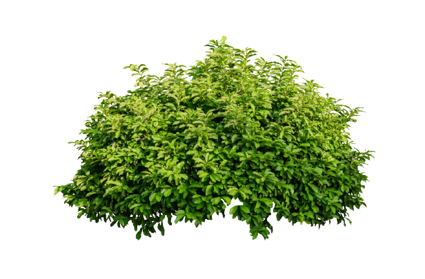 Detail Bushes Png Nomer 26