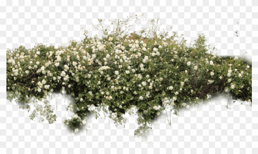 Detail Bushes Transparent Background Nomer 41