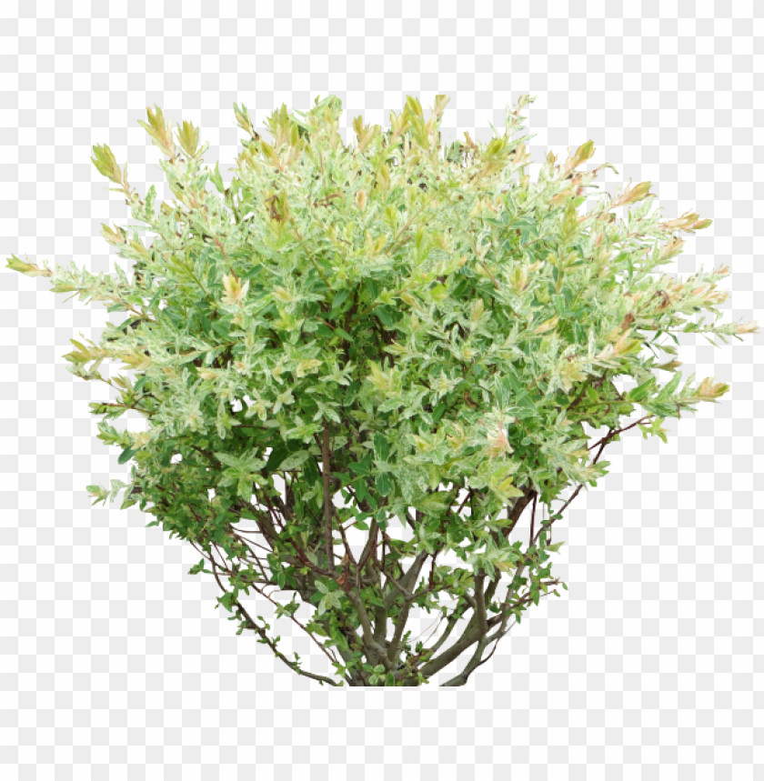 Detail Bushes Transparent Background Nomer 50