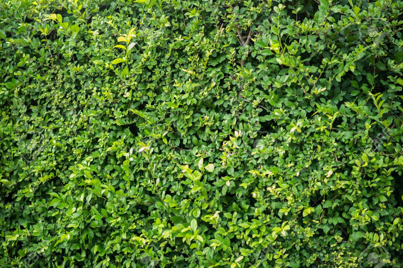 Detail Bushes Wallpaper Nomer 2