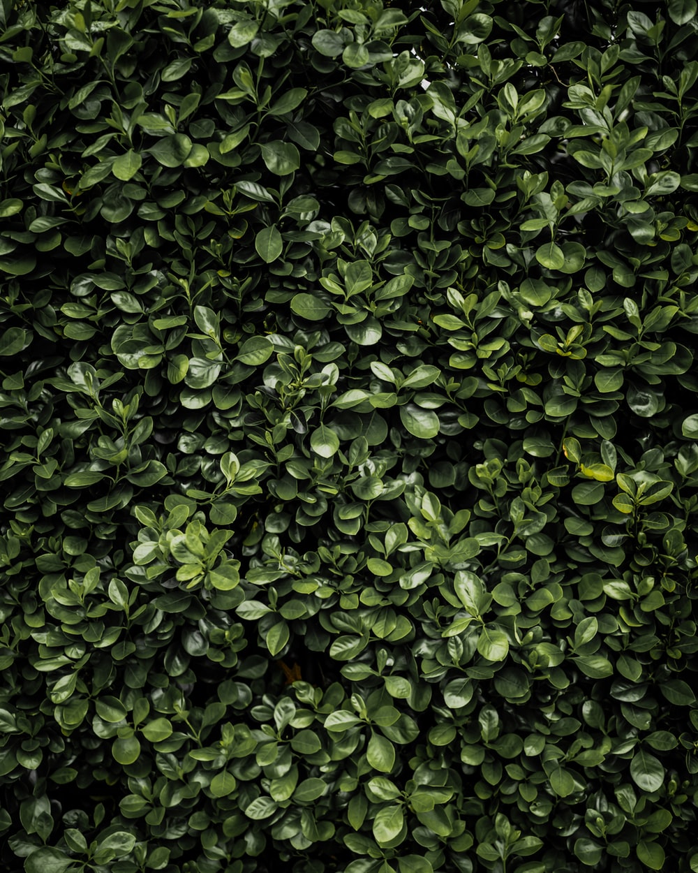 Detail Bushes Wallpaper Nomer 3