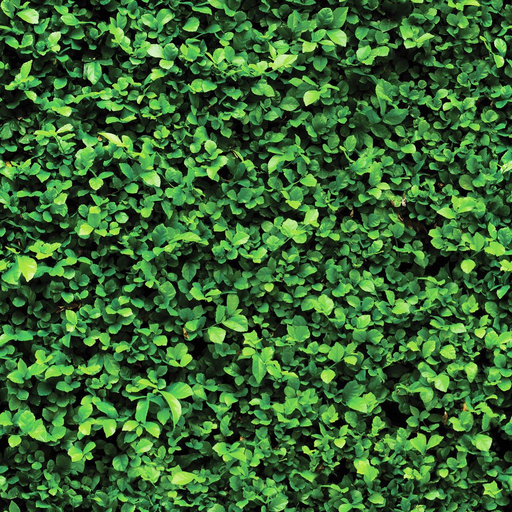 Detail Bushes Wallpaper Nomer 7