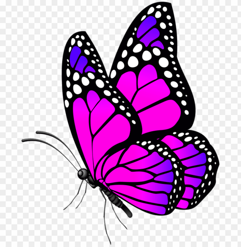 Detail Buterfly Clipart Nomer 13