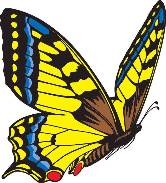 Detail Buterfly Clipart Nomer 54