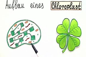 Chloroplast Zeichnen - KibrisPDR