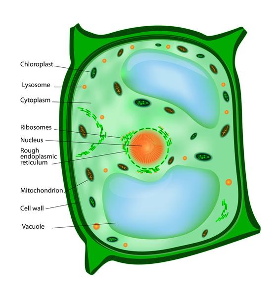 Detail Chloroplast Zeichnen Nomer 8