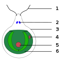 Detail Chloroplast Zeichnen Nomer 9