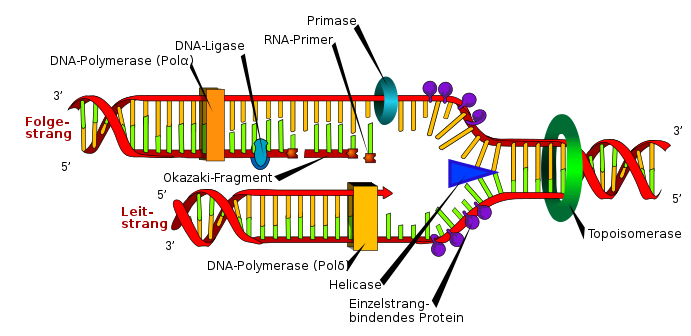 Detail Chloroplast Zeichnen Nomer 15