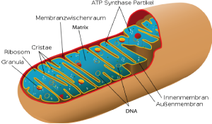 Detail Chloroplast Zeichnen Nomer 16