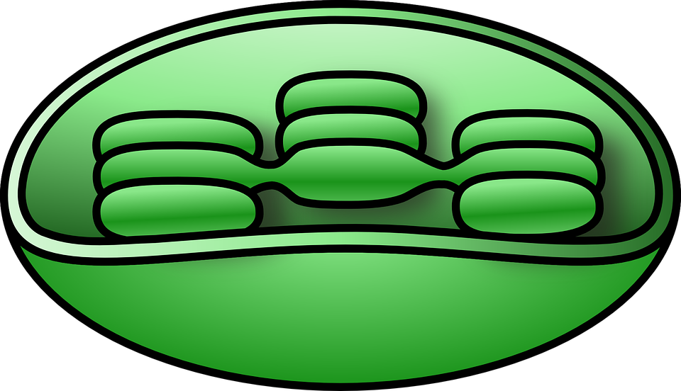 Detail Chloroplast Zeichnen Nomer 5