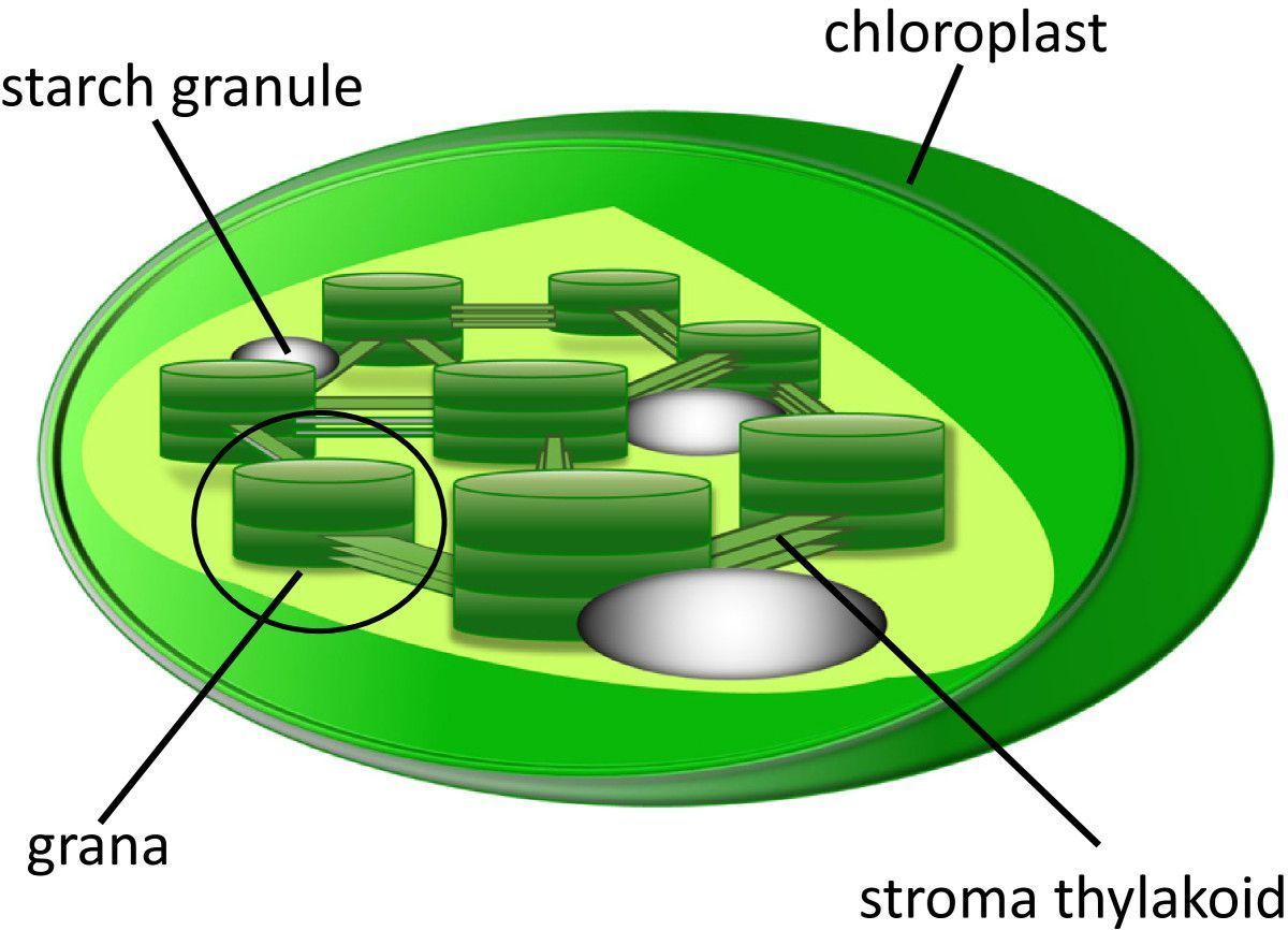 Detail Chloroplast Zeichnen Nomer 6