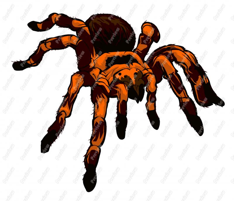 Detail Clipart Tarantula Nomer 13