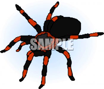 Detail Clipart Tarantula Nomer 17