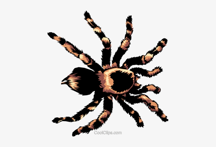 Detail Clipart Tarantula Nomer 3