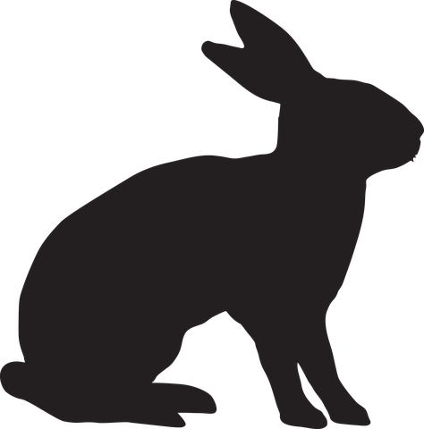 Detail Hase Mit Langen Ohren Nomer 21
