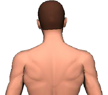 Detail Musculus Splenius Capitis Nomer 11