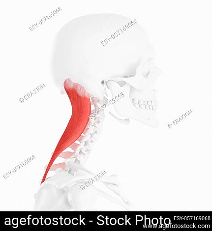 Detail Musculus Splenius Capitis Nomer 13